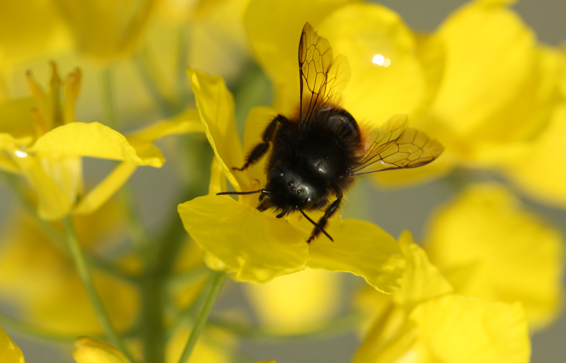 Osmia (Mauerbiene) auf einer Rapsblüte.  © Institut für Bienengesundheit