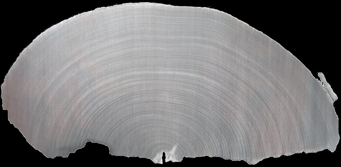 Auf einer Röntgenaufnahme von verkohltem Birkenholz, geborgen aus den Ablagerungen am Laacher See, sind die einzelnen Jahrringe zu sehen. © Frederick Reinig