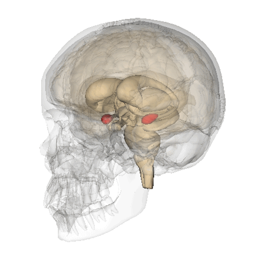 Die Amygdala ist ein paariges Kerngebiet des Gehirns und ist Teil des limbischen Systems.