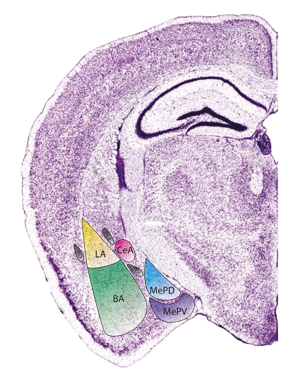 Unterteilung der Maus-Amygdala. Die untersuchten Zelltypen befinden sich in der zentralen Amygdala (rot).