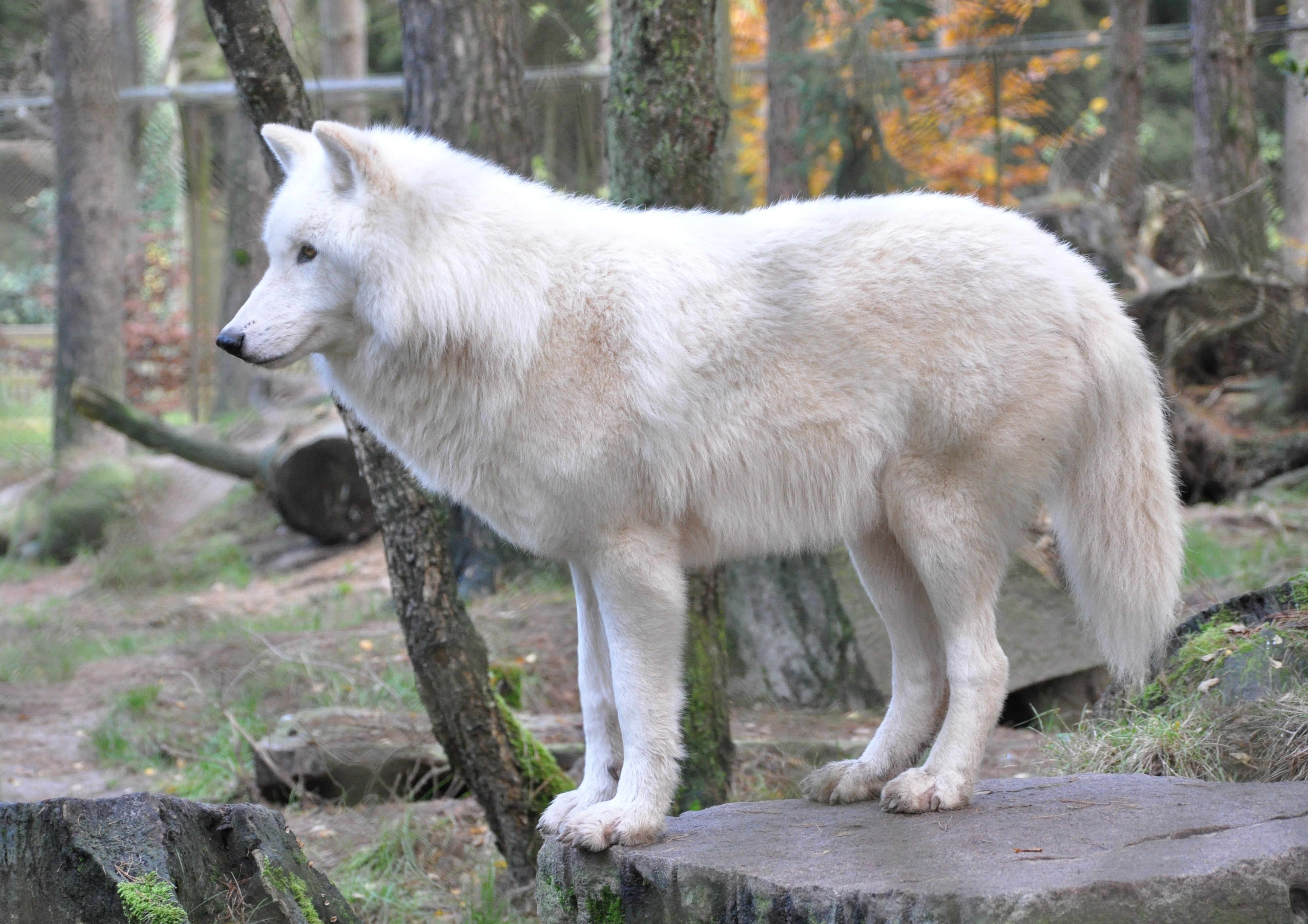 Polarwolf (Canis lupus arctos) im Wildpark Lüneburger Heide. Die weisse Fellfarbe wird durch die gleiche Genvariante wie bei vielen gelben Hunden gesteuert («dominant yellow»).