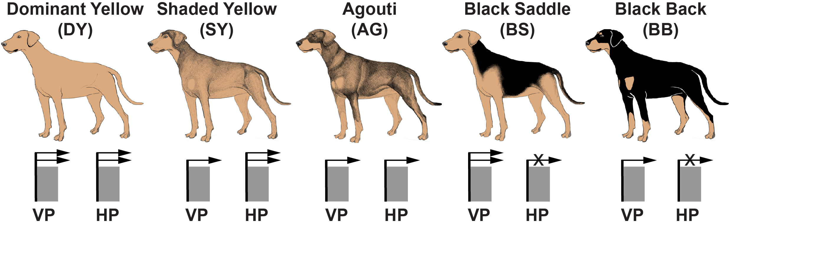Fünf verschiedenen Farbmuster bei Hunden, die durch Promotorvarianten am Gen für das Agouti-Signalprotein gesteuert werden. Unterhalb der Hunde ist schematisch angedeutet, wie aktiv der ventrale Promoter (VP) oder der Haarzyklus-spezifische Promotor (HP) ist.