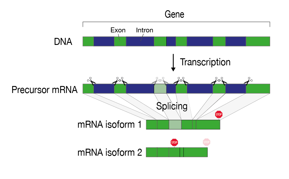 The information of a gene is "fragmented" on the DNA and must be assembled during gene expression. During the splicing process, introns (blue) are recognized and cut out. After splicing and further maturation processes, the mRNA serves as a template for protein production. Alternative splicing can result in different mRNA variants (isoforms) of the same gene.