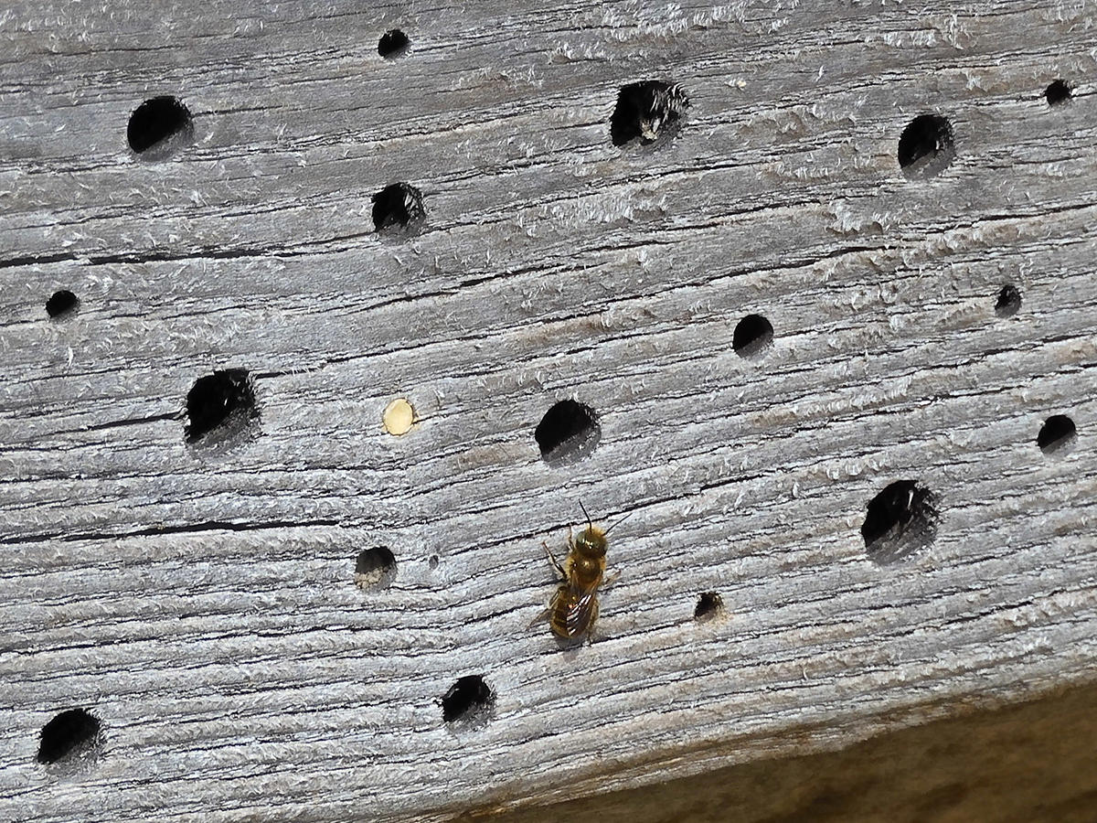 Auf der Ruderalfläche im BOGA wurde Osmia brevicornis, die Schöterich-Mauerbiene, gefunden. Sie gilt in der Schweiz als gefährdet und wurde seit 1995 in der Stadt Bern nicht mehr nachgewiesen.  © zvg, Bild: Nora Rieder