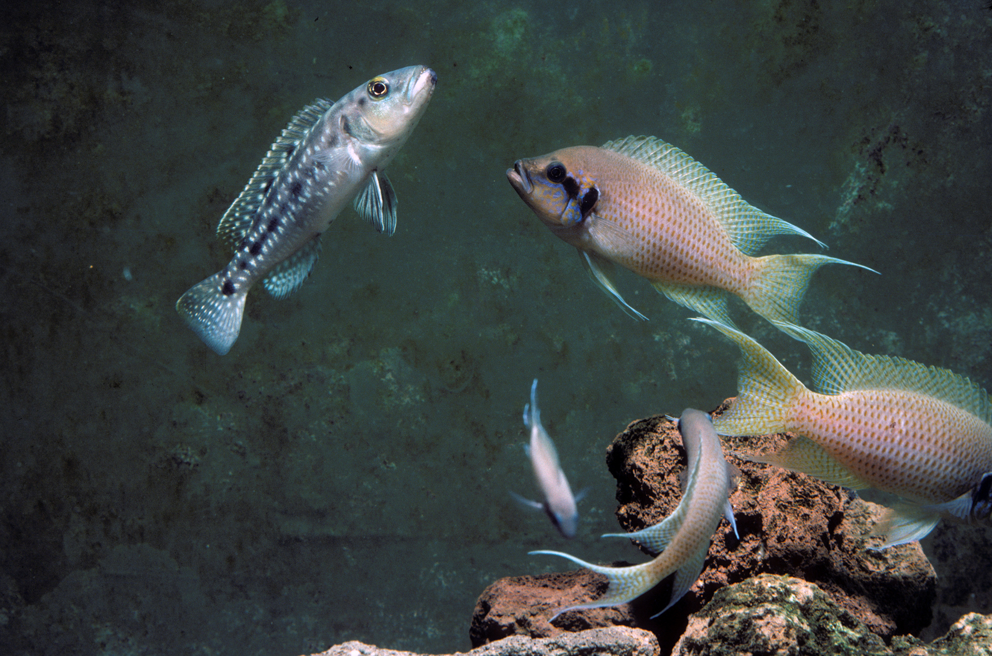 Ein Brutfisch einer natürlichen Buntbarsch-Gruppe greift einen Räuber an.  Bild: Institut für Ökologie und Evolution, Universität Bern
