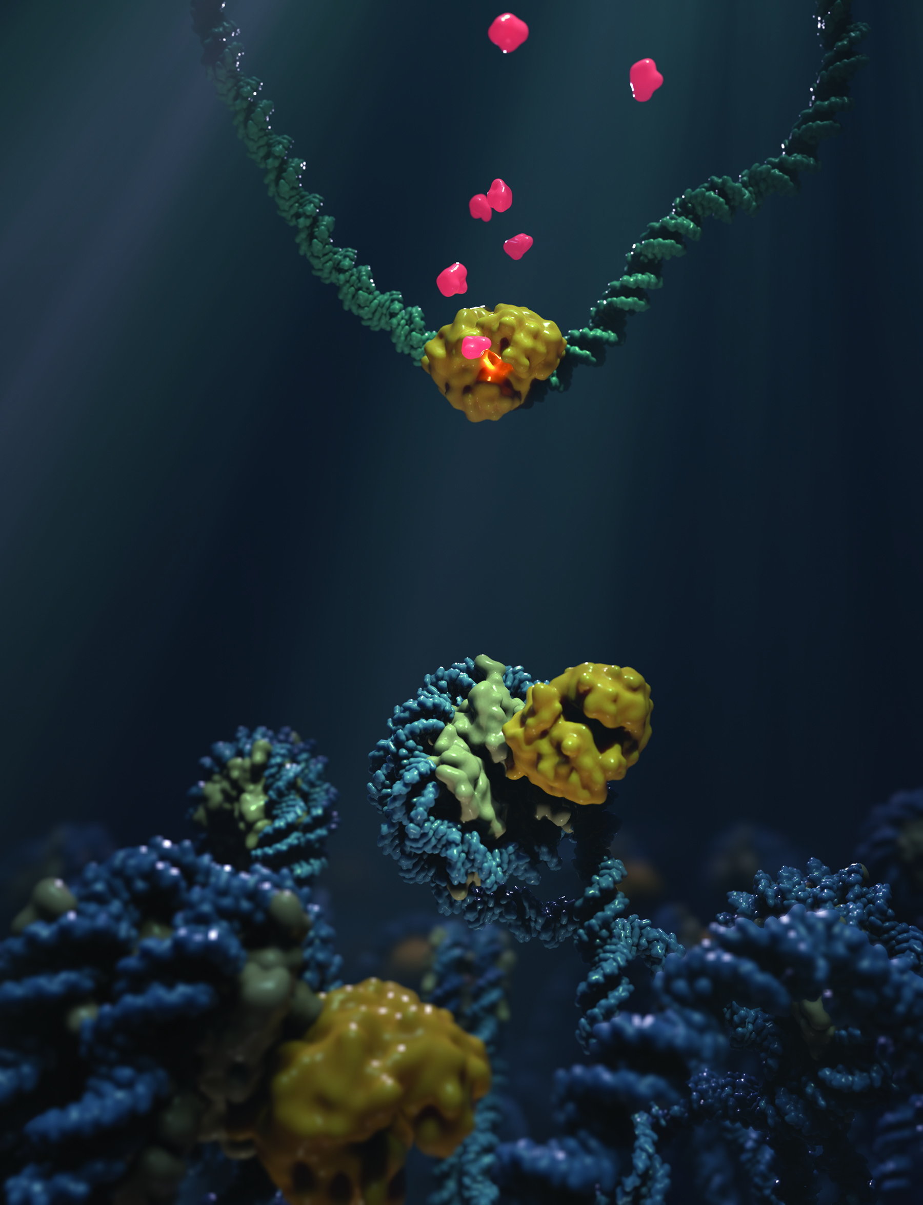 Der DNA-Sensor cGAS (gelb) wird bei der Bindung von defekter oder fremder DNA aktiviert und produziert ein starkes immunstimulierendes Molekül (rot). Unterer Teil: Auf intakter körpereigener DNA wird cGAS (gelb) durch Chromatin (das Material, aus dem Chromosomen bestehen) gebunden und inaktiviert, um eine auf den eigenen Körper reagierende Immunantwort zu verhindern.