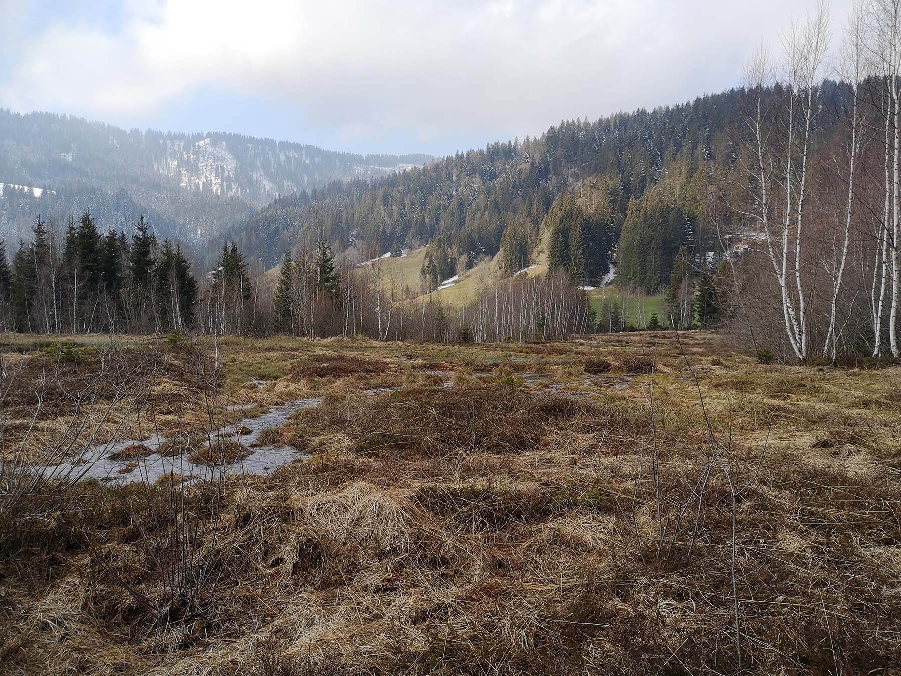 Eine bereits regenerierte Fläche im Hochmoor Steinmöösli in Schangnau.