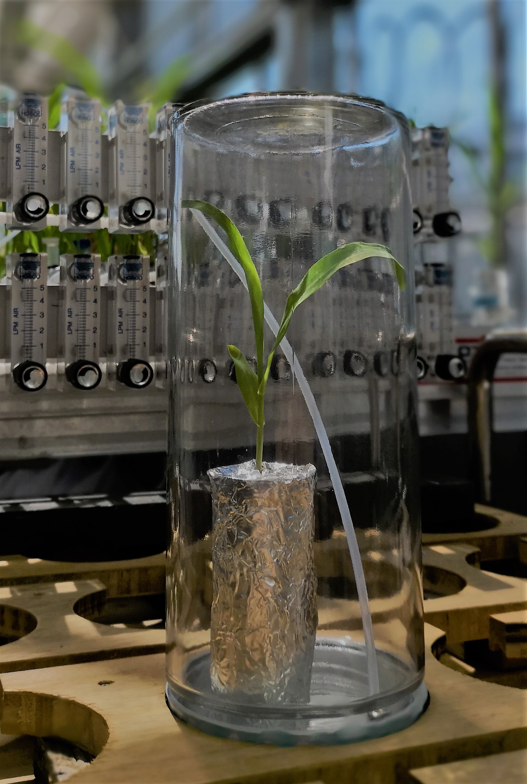 Das Projekt CANWAS von Matthias Erb entwickelt ein System, das hypothetische Duftstoffwellen von Pflanzen messbar macht, und nutzt dieses System anschliessend, um die Interaktionen zwischen Gruppen von Pflanzen im Labor und im Feld zu erforschen.