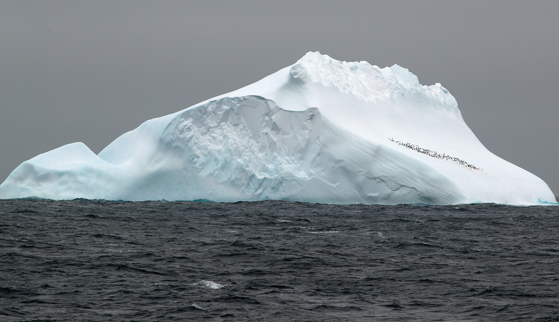 Eisberg in der Scotia-See. Foto: Thomas Ronge