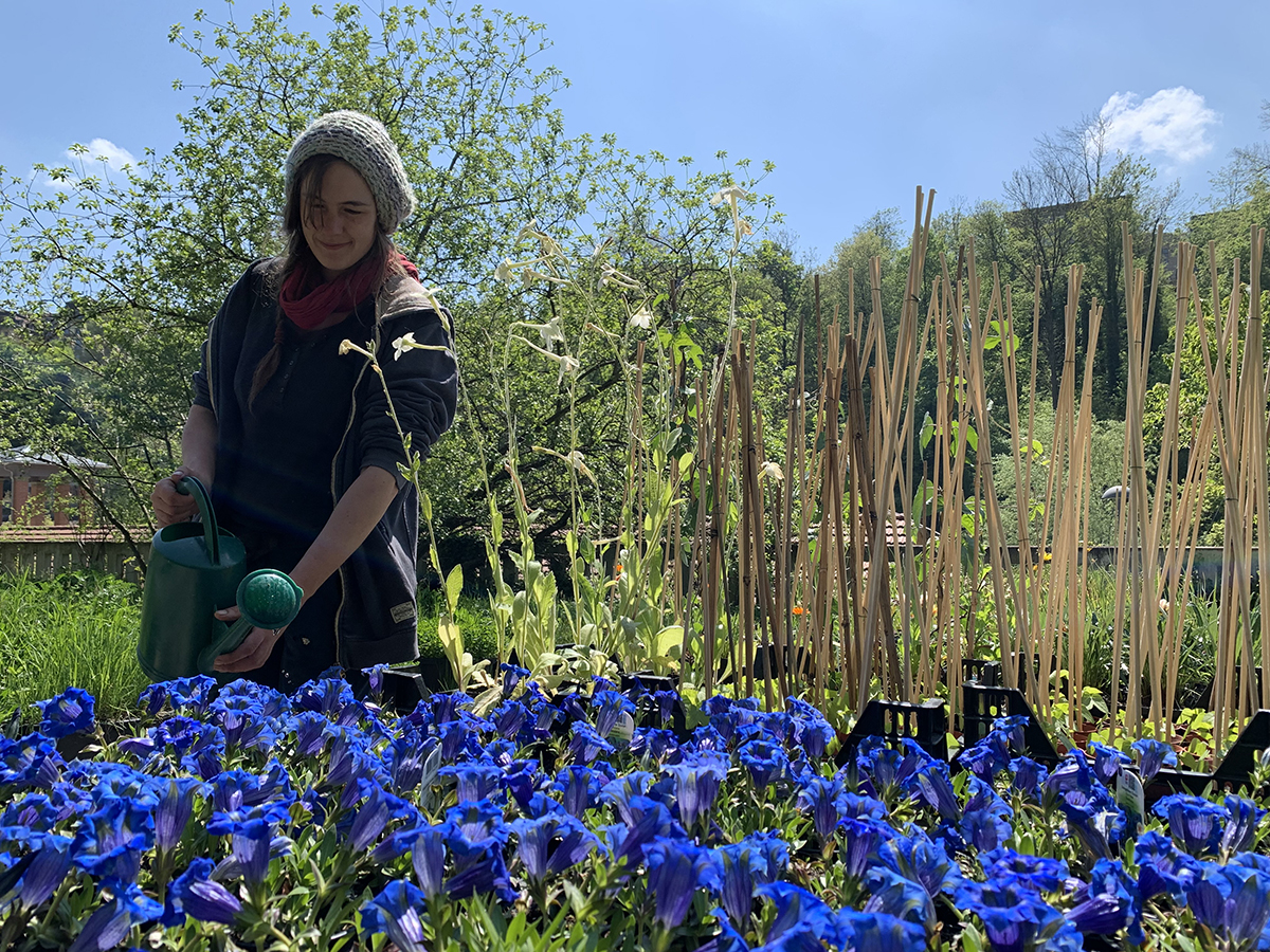 Eine BOGA-Gärtnerin bei der Anzucht der Pflanzen für die Blumenuhr im Botanischen Garten der Universität Bern. Hier im Bild zu sehen der Silikat-Glocken-Enzian (Gentiana acaulis). Bild: Katja Rembold