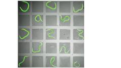 Die Entwicklung von Hunderten von C. elegans-Fadenwürmern, die in Mikrokammern wachsen, wurde mit Zeitraffermikroskopie aufgezeichnet.  Bild: Towbin Lab