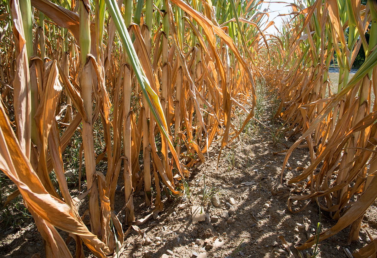 Hitze und Trockenheit führen zu erheblichen Ernteverlusten. © Gabriele Brändle (Agroscope)