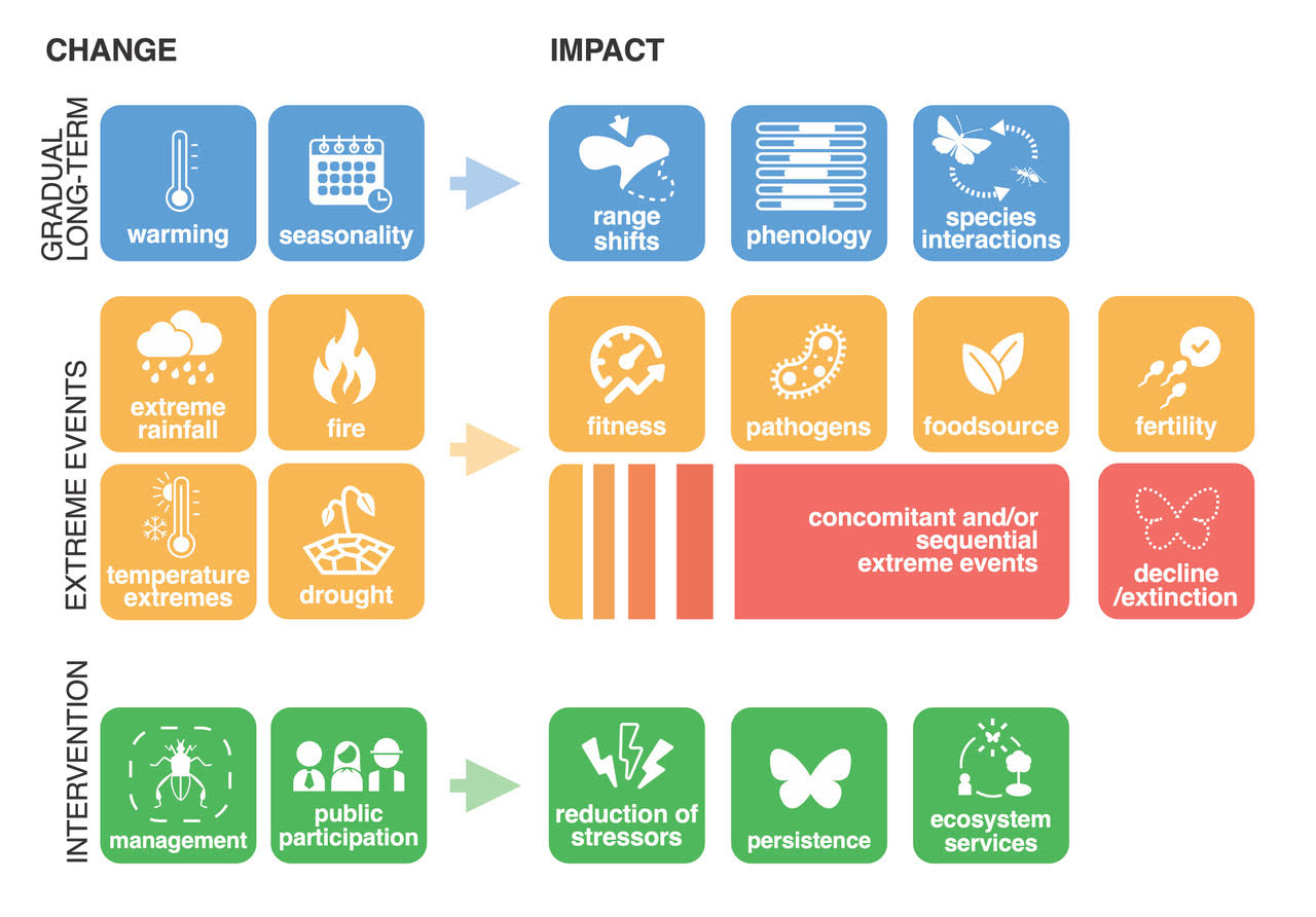 Die Auswirkungen des Klimawandels auf Insekten lassen sich in zwei Hauptgruppen einteilen: allmähliche langfristige Veränderungen und extreme Ereignisse, die an Häufigkeit und Schwere zunehmen werden. Zu den Interventionen gehört die formale Abschwächung des Wandels durch politische und öffentliche Ansätze, die ihrerseits dazu beitragen, die Auswirkungen auf verschiedene Weise zu verringern.
