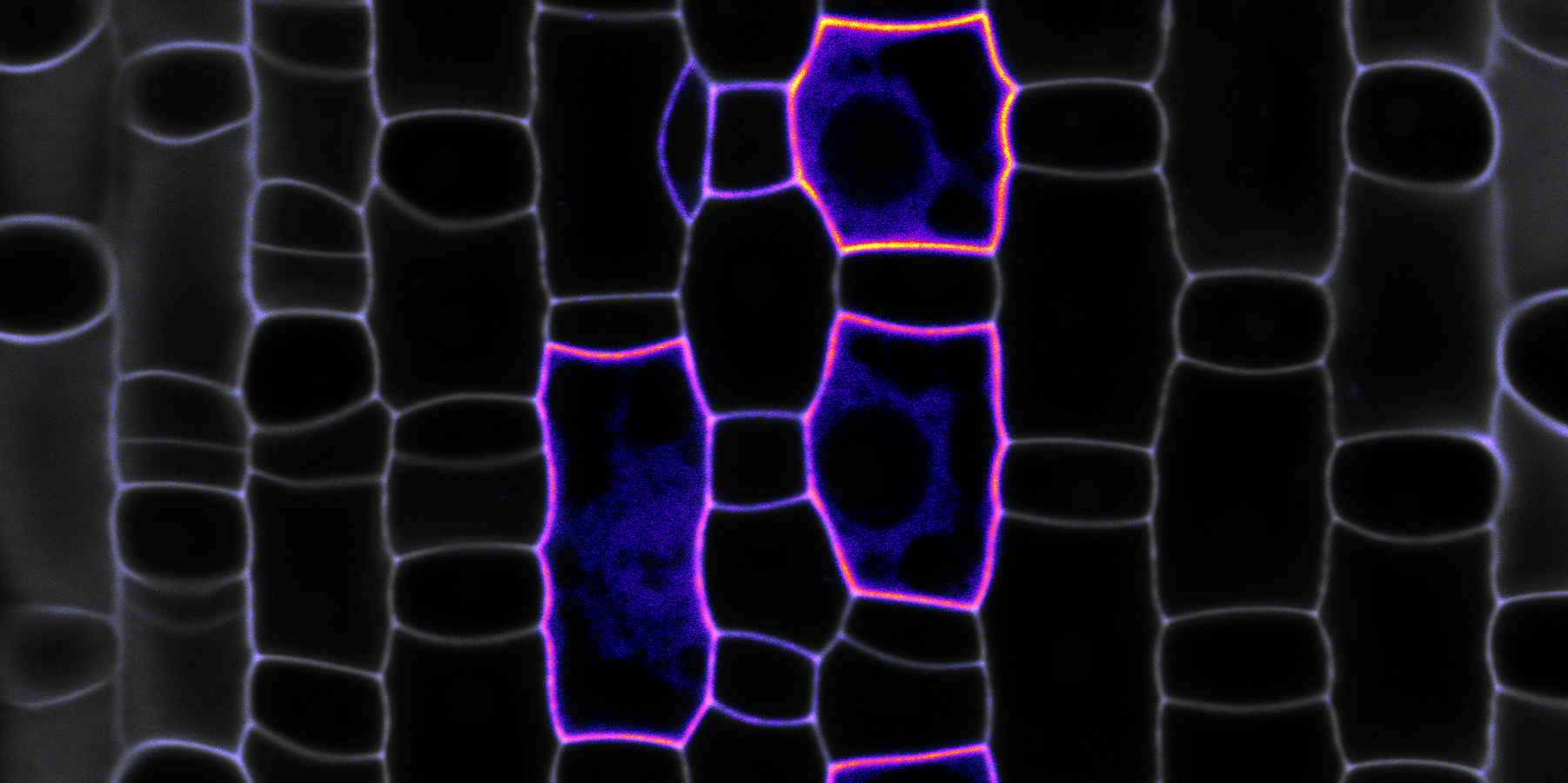 Eines der beiden «Kompassproteine» (POLAR, in pink) orientiert die zukünftige Zellteilung. In Grau sind die Zellumrisse auf dem sich entwickelnden Blatt dargestellt.