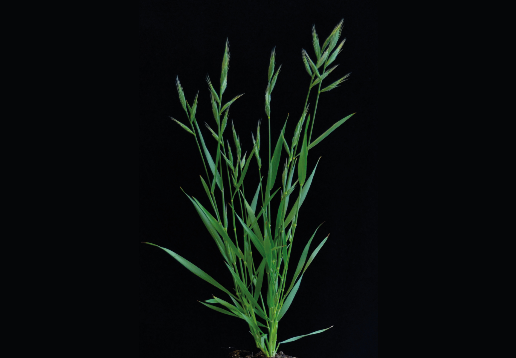 Das wilde Modell Grass Brachypodium distachyon.