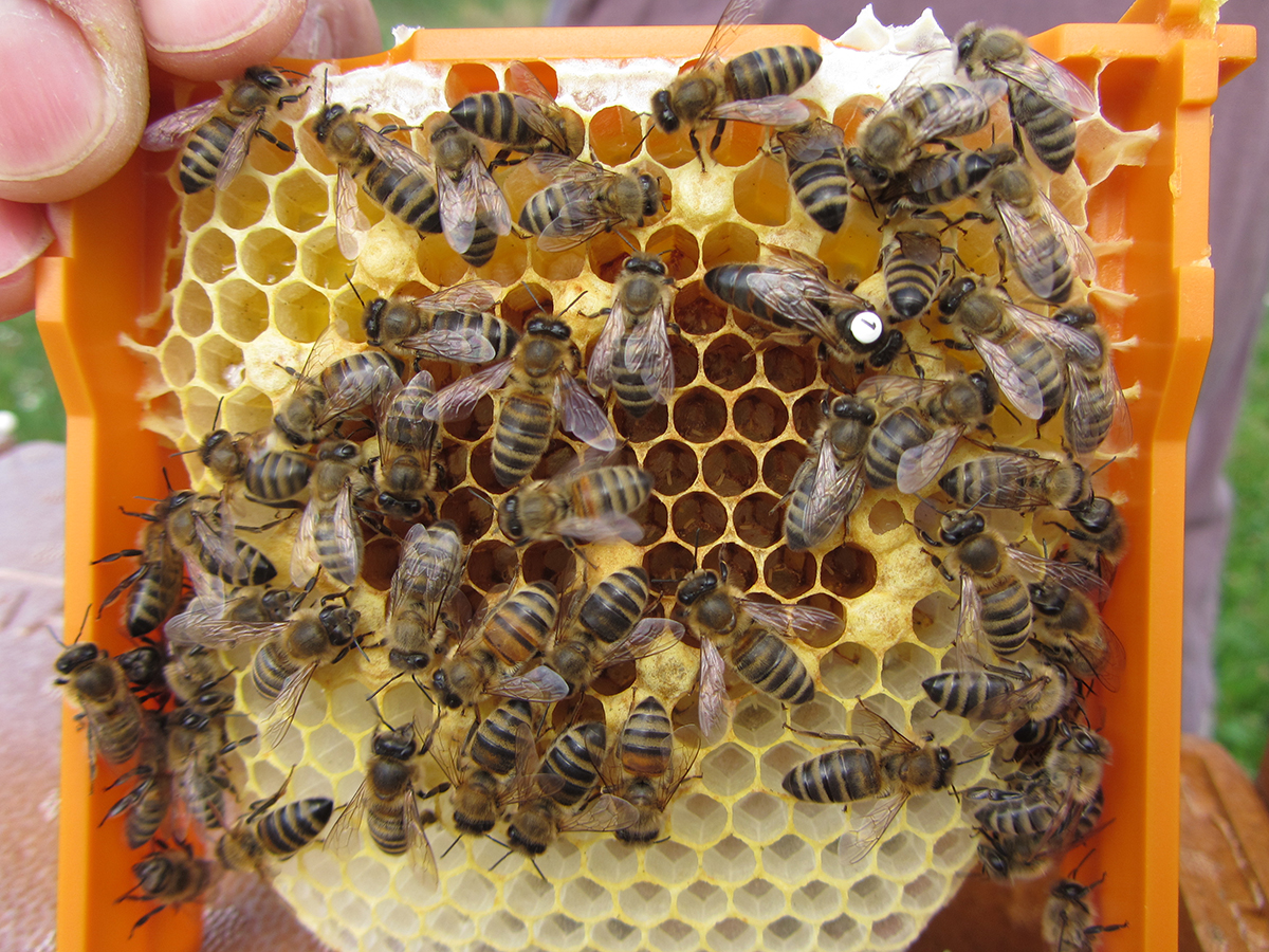 Es ist eine markierte Bienenkönigin, die im Rahmen der Studie untersucht wurde, zu erkennen. Sie befindet sich gemeinsam mit Arbeiterinnen auf einer Wachswabe, welche sowohl verdeckelte Zellen mit sich darin entwickelnden Arbeiterinnen enthält, als auch offene Zellen mit Eiern, die sich ebenfalls zu Arbeiterinnen entwickeln.