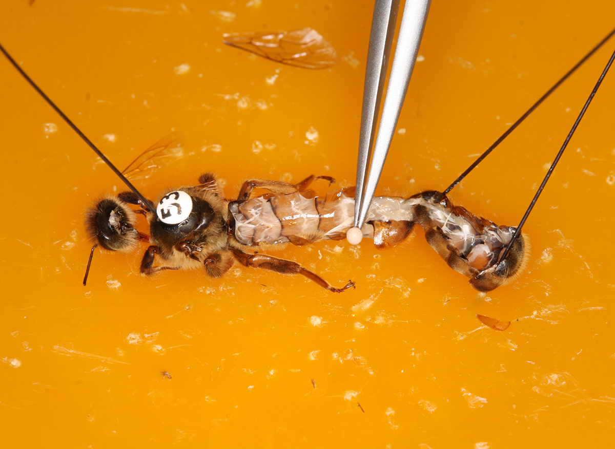 Das Bild zeigt eine sezierte Bienenkönigin während der Studie. Das weisse Kugelgebilde an der Pipettenspitze ist das Organ für die Samenaufbewahrung der Königin, die sogenannte Samenblase (Spermatheka).