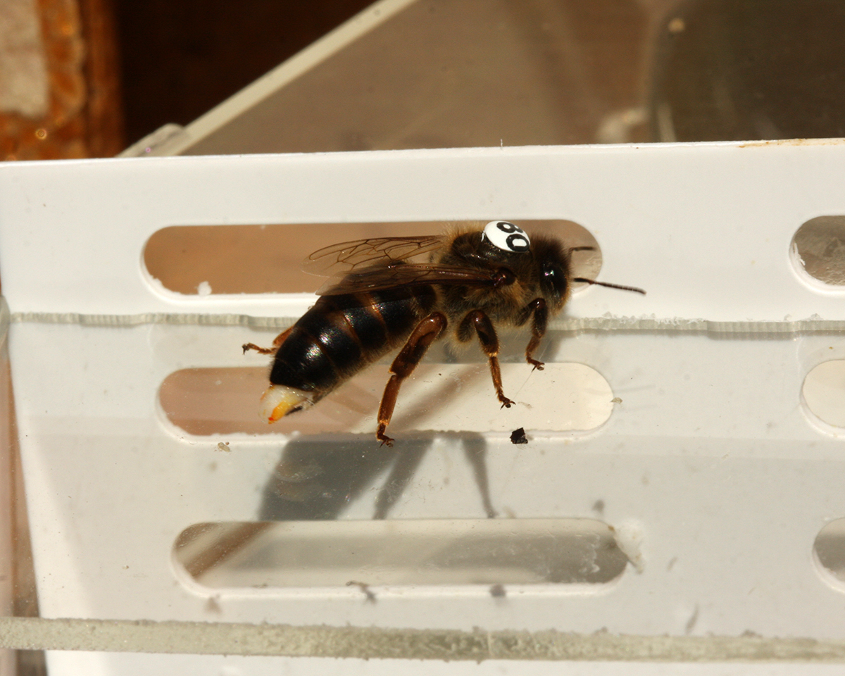 Das Bild zeigt eine Bienenkönigin, die während des Experiments von einem Paarungsflug zurückgekehrt ist. Die Überreste des Begattungsorganes eines Drohns verschliessen den Eingang zum Fortpflanzungstrakt am Hinterleib der Königin.