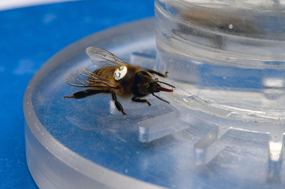 Das Bild zeigt eine Biene im Versuch an einer koffeinierten Futterquelle.