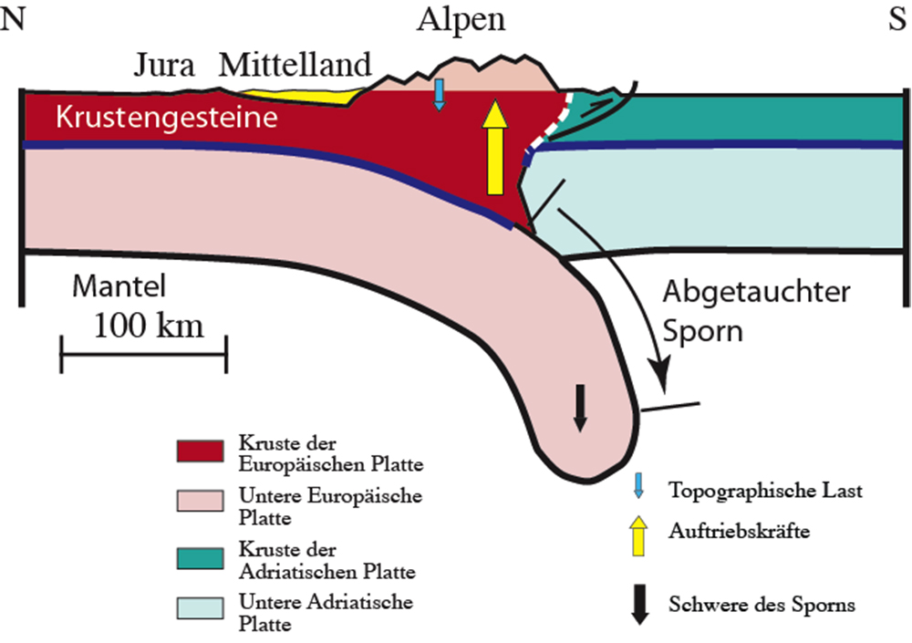 Die Grafik stellt eine schematische Abbildung dar. Sie zeigt einen Querschnitt durch die Alpen und dokumentiert die Kräfte, welche am Gebirgskörper wirksam sind. Der gelb eingefärbte Trog unter dem Mittelland wird hauptsächlich durch die Schwere des Sporns gebildet. Diese biegt die Europäische Platte nach unten.