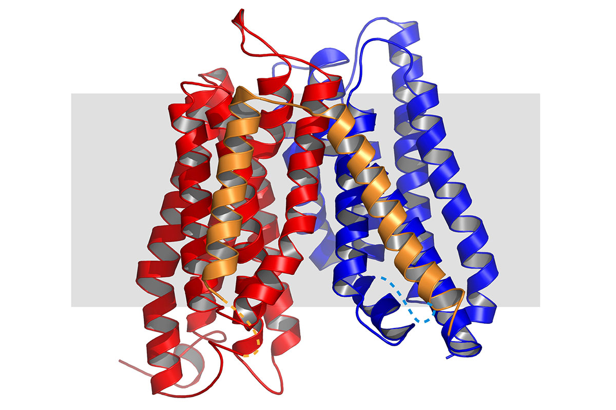 Porträt eines Proteins: 3D-Modell des Peptidtransporters «YePEPT» aus dem Bakterium Yersinia enterocolitica. Er besitzt 14 Transmembrandomänen – Bereiche von Proteinen, die durch die Zellmembran gehen – wovon sich zwei Bündel (rot und blau) ähneln und durch zwei spezifische Domänen (gold) verbunden sind.