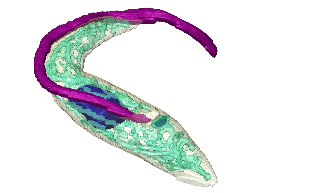 3D Repräsentation des einzelligen Parasiten Trypanosoma brucei. Hervorgehoben sind das der Fortbewegung dienende Flagellum (violett), die DNA (blau) und das Mitochondrium – das sogenannte Kraftwerk der Zelle (türkis). © J. Tyc/S. Vaughn, Oxford Brookes University