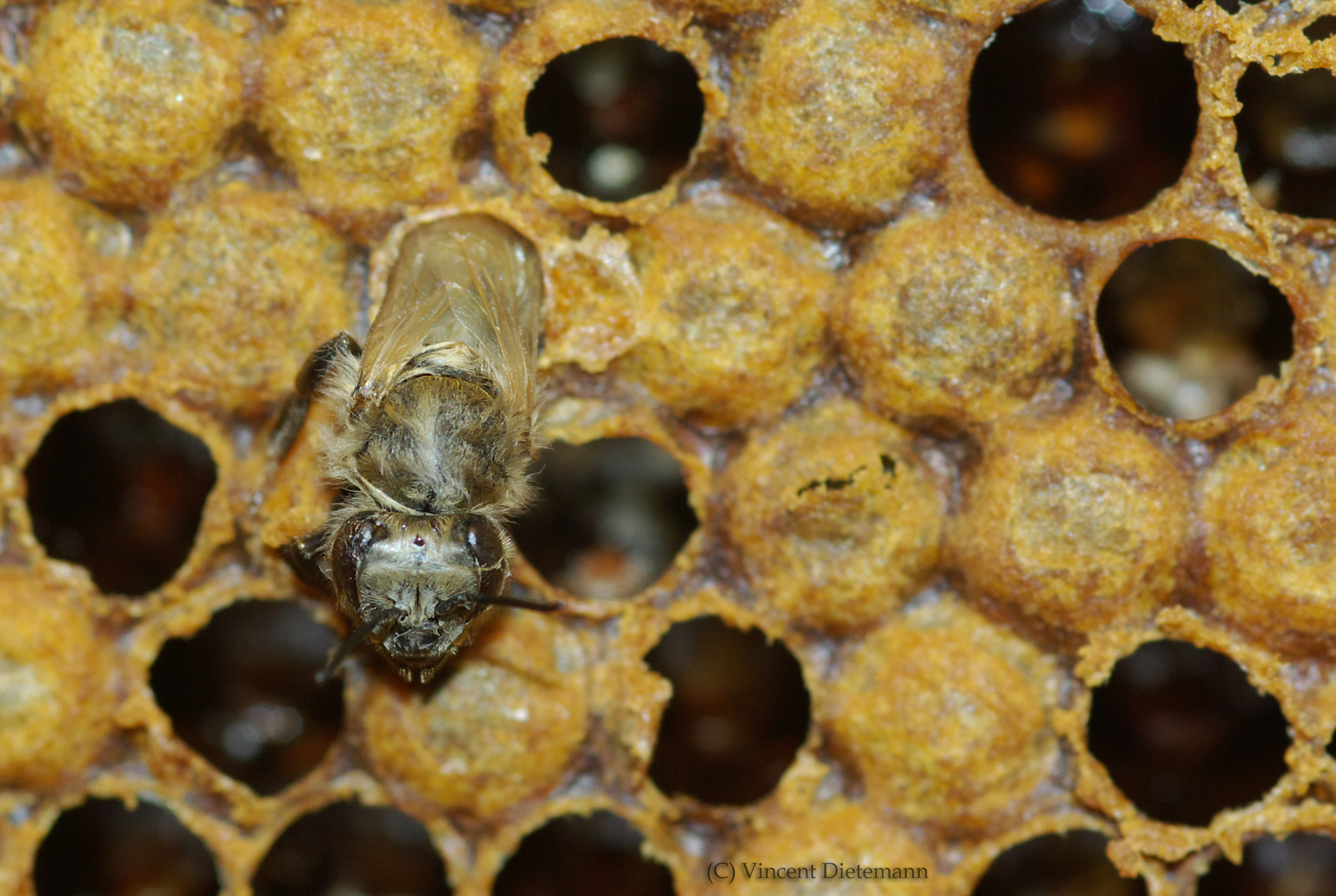 Schlüpfende Honigbiene auf der Wachszelle, worin sie sich zuvor entwickelt hat. © Vincent Dietemann, Agroscope