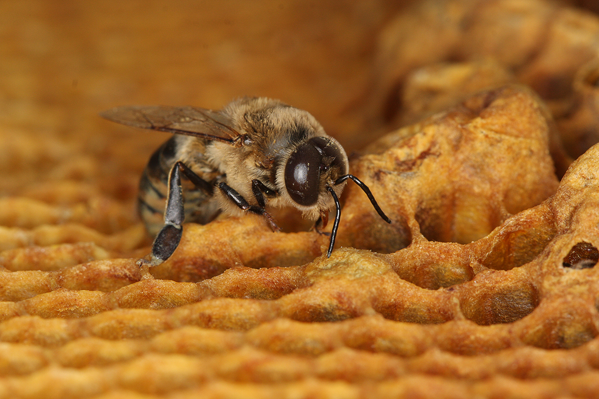 Das Bild zeigt eine frisch geschlüpfte Drohne (männliche Honigbiene) auf einer Wachswabe.
