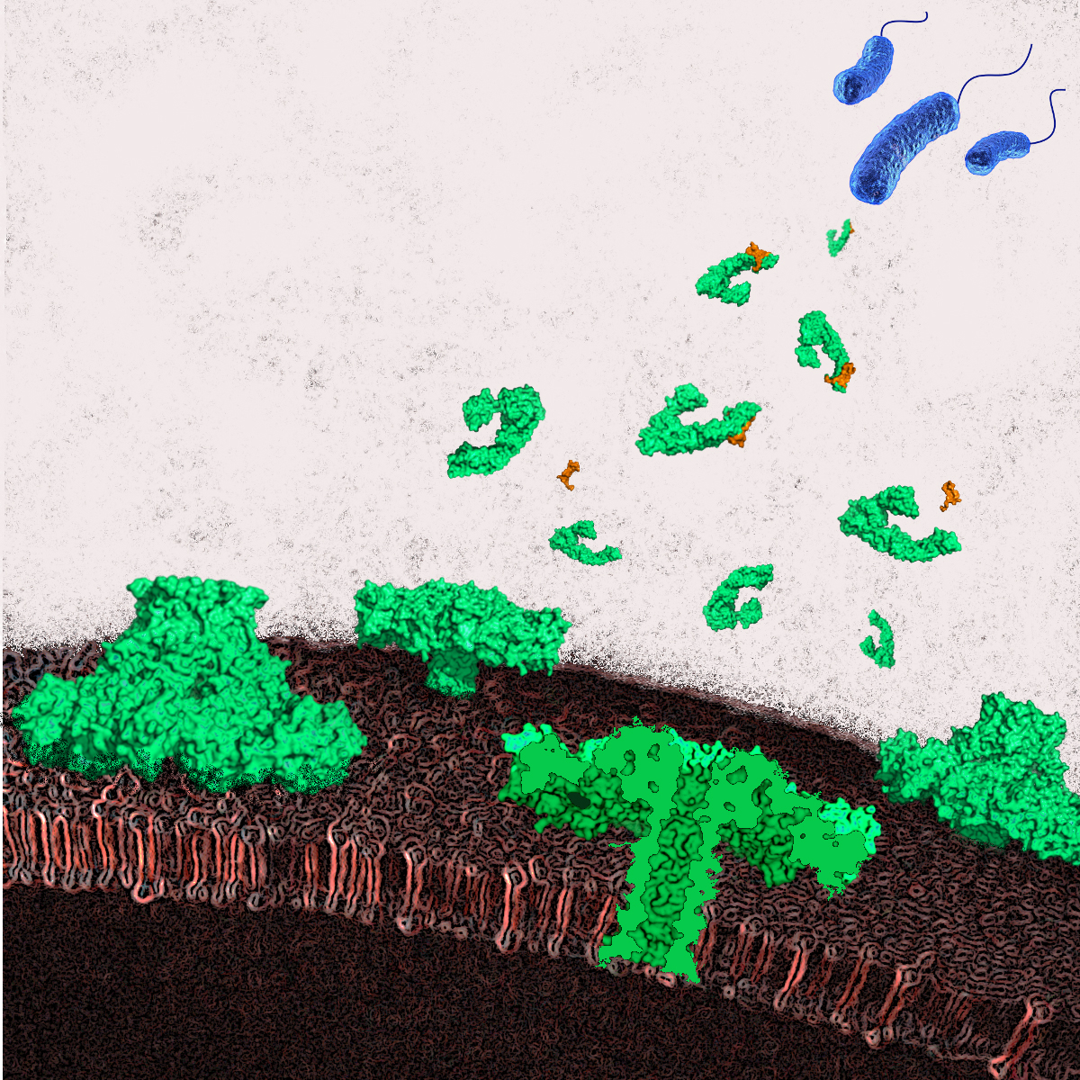 Aeromonas hydrophila Bakterien (blau) setzen das Toxin Aerolysin frei (grün). An der Zelloberfläche macht das Protein mehrere Verwandlungen durch, die es ihm ermöglichen, die Zellwand zu durchdringen. Die Zelle läuft durch die Pore aus und stirbt. Grafik: Nuria Cirauqui, Universidade Federal do Rio de Janeiro.