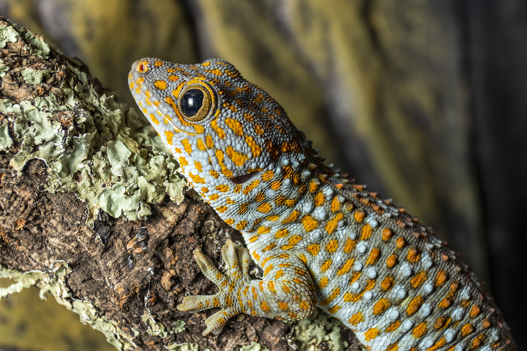 Objekt der Studie der Forschenden der Universität Bern waren Tokeh-Geckos (Gekko gecko).