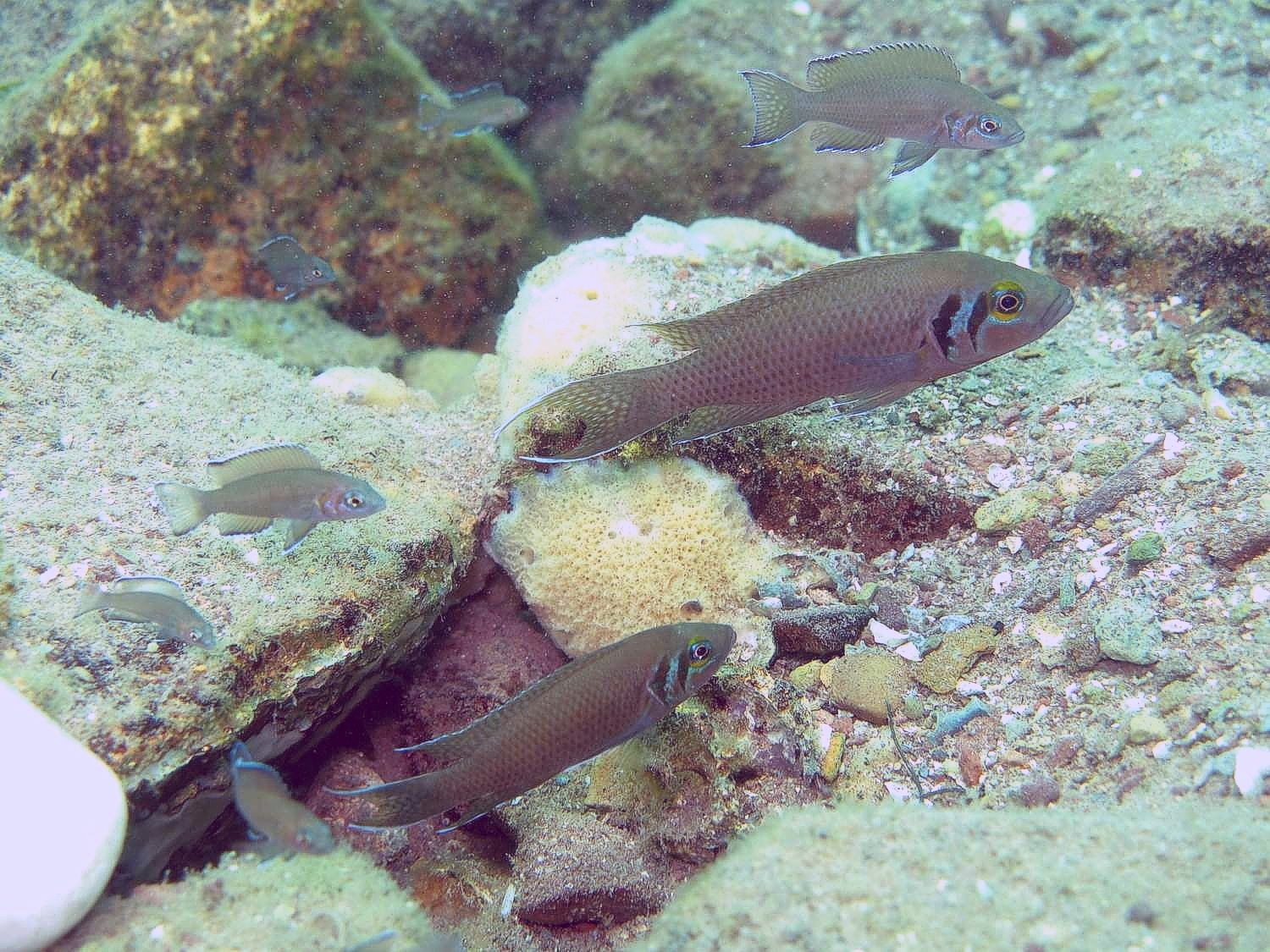 Eine Gruppe der kooperative brütenden Buntbarsche der Art Neolamprologus pulcher im Tanganjikasee, mit dem dominanten Brutpaar (grösste Fische) und Brutpflegehelfern unterschiedlichen Alters (kleinere Fische). © Dario Josi