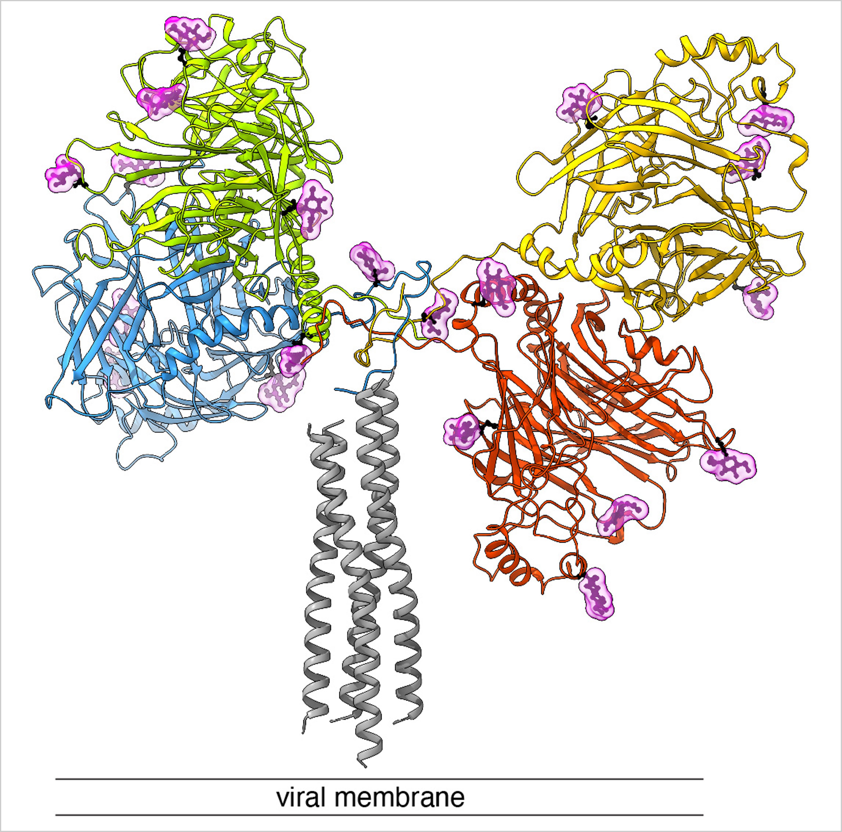 Seitenansicht des «Andock-Proteins» des Hundestaupevirus. Rot, blau, gelb und grün gefärbt sind die vier grossen Köpfe und die verbindende Halsdomäne des viralen Proteins. Der Stiel ist grau eingefärbt. Das H-Protein ist in der viralen Membran verankert. In Hellrosa sind Zuckermoleküle dargestellt, die dem Virus helfen, sich vor dem Immunsystem zu tarnen. © IBMM / Universität Bern