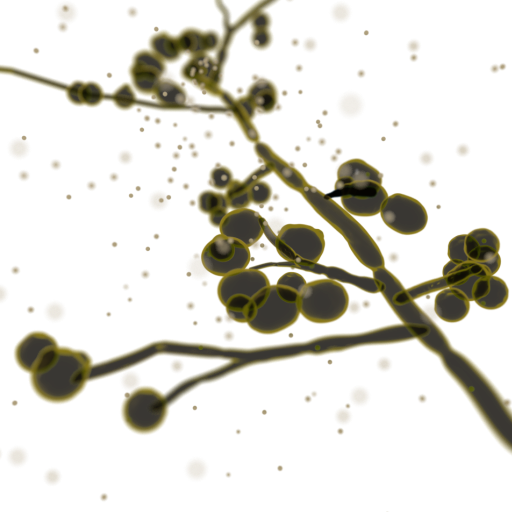 Candida albicans. © DataBase Center for Life Science (DBCLS), Wikimedia Commons
