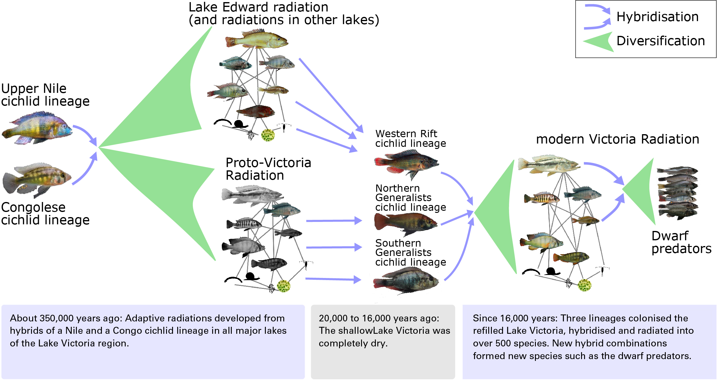 The evolution of the enormous diversity of cichlid species in Lake Victoria. Graphic: Joana Meier
