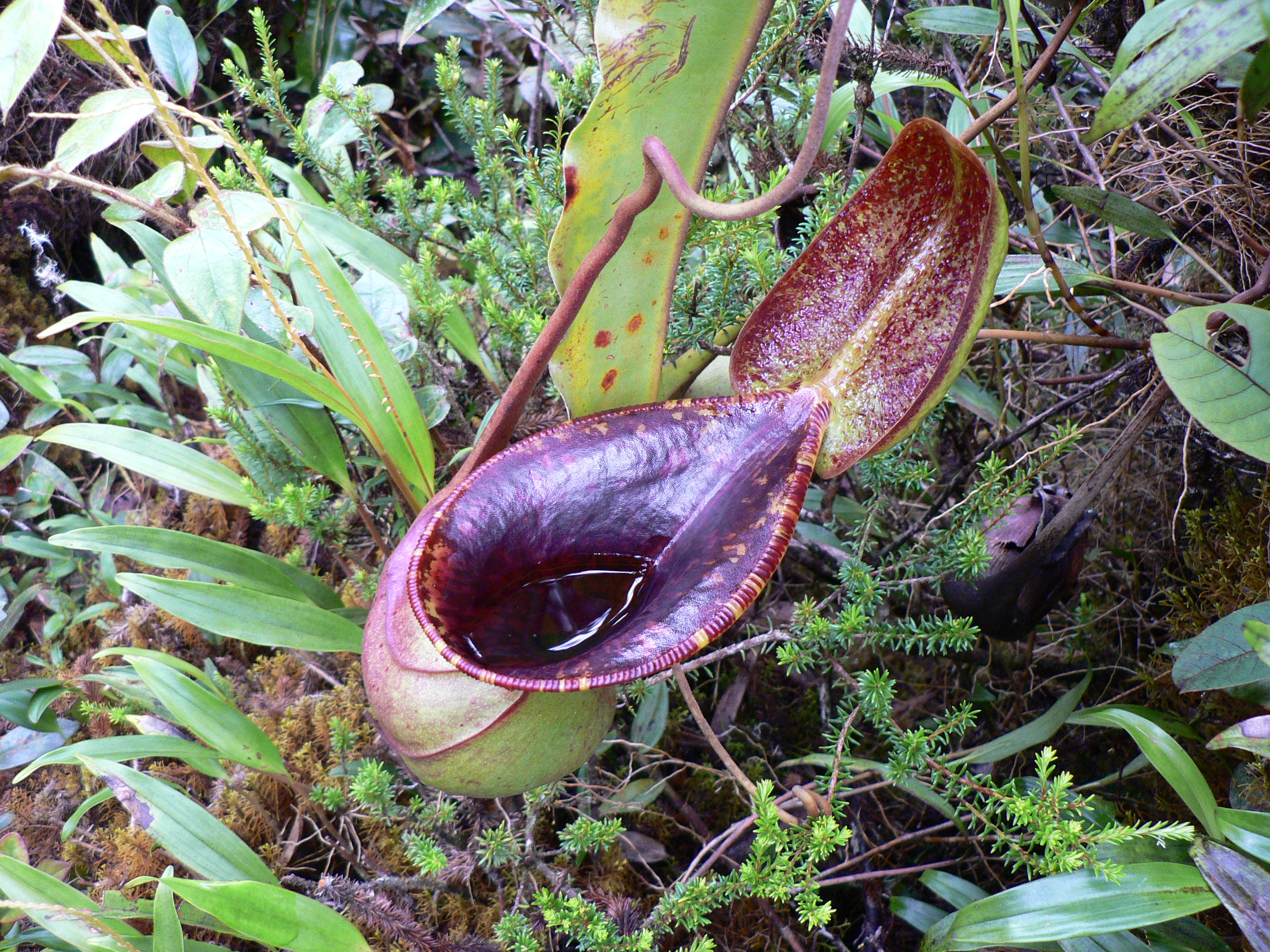 «Nepenthes lowii»