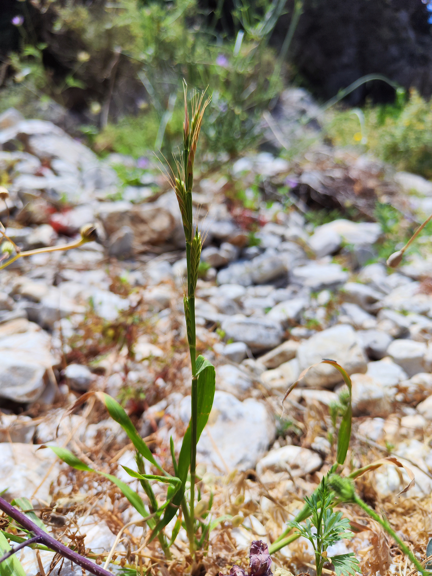 Taumel-Lolch (Lolium temulentum), ein wilder Verwandter des Italienischen Raygras (Lolium multiflorum). Bild: © Adrian Möhl