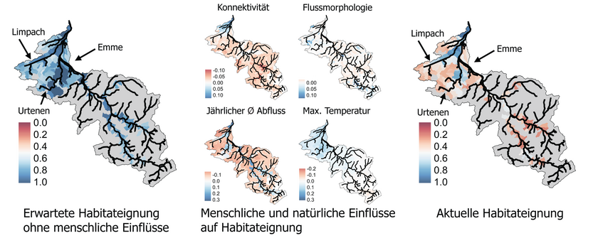 Mit Hilfe von hochaufgelösten Verbreitungsdaten und KI-Modellen können die Forschenden vorhersagen, welche Gewässer in der Region Untere Emme sich für eine Art – hier für die einheimische Fischart Schneider – aktuell eignen (rechts) und welche Umweltfaktoren sich dabei positiv (blau) oder negativ (rot) auswirken (Mitte). Ausserdem können sie mit diesen Modellen auch die erwartete Lebensraumeignung ohne menschliche Einflüsse simulieren (links).