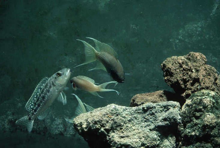 Ein Helfer greift einen bedrohlichen Raubfisch an, wie an dem abgespreizten Kiemendeckel erkenntlich ist. Das Brutpaar ist im Hintergrund (vom Männchen nur die Schwanzflosse) zu sehen.