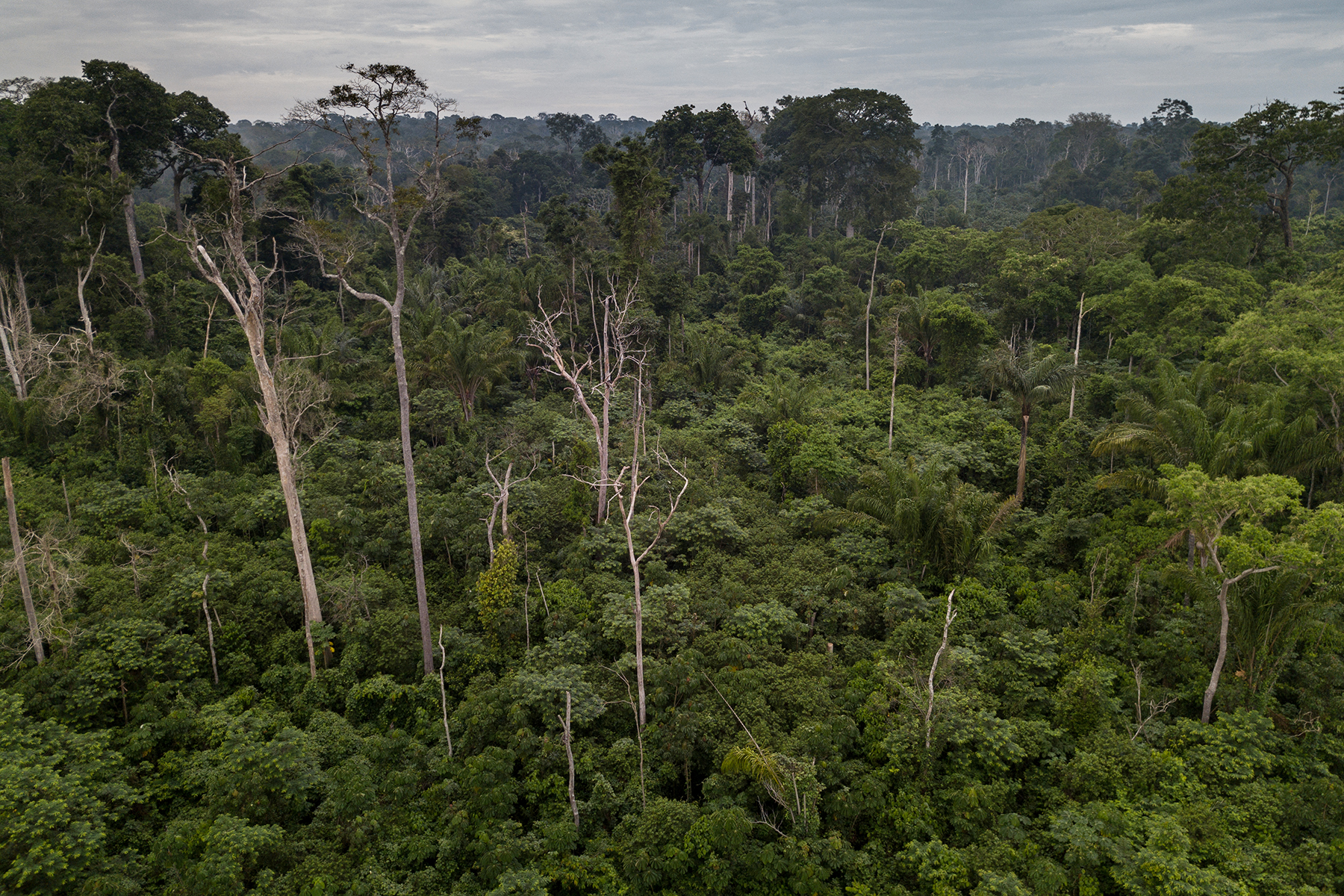 Abgestorbene Bäume und ein sich regenerierender Unterwuchs zeigen den Artenwechsel und die «Gewinner» und «Verlierer»-Arten im Amazonasgebiet.  © Flavio Forner und Rede Amazônia Sustentável