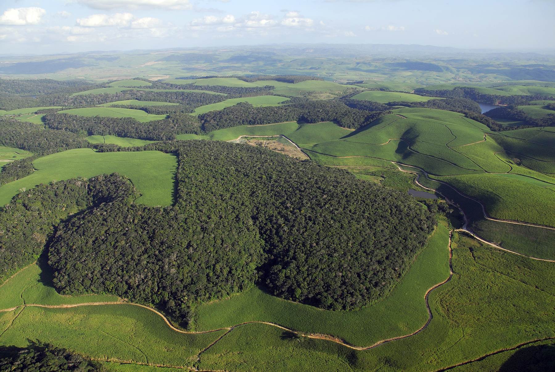 Die stark fragmentierte Landschaft in der Region Serra Grande im Nordosten Brasiliens mit Waldfragmenten, die von Zuckerrohrplantagen umgeben sind.  © Adriano Gambarini
