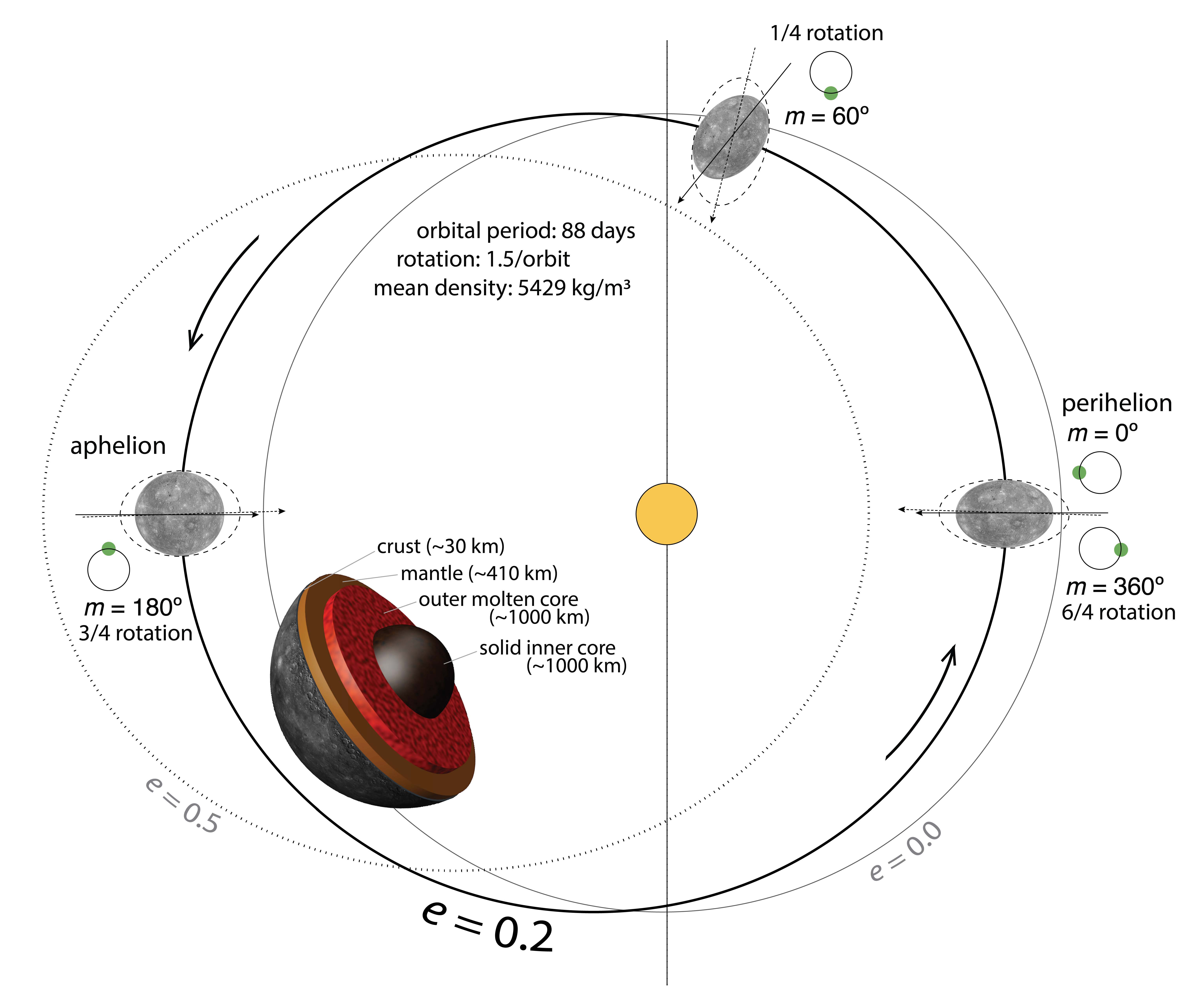 Schematische Darstellung von Merkurs innerem Aufbau und seiner Bahnexzentrizität. Aufgrund von Merkurs exzentrischer (e ≈ 0.2) statt kreisförmiger Umlaufbahn wirken unterschiedlich starke Gezeitenkräfte in Richtung Sonne (gestrichelte Pfeile) auf den Planeten und verformen die Oberfläche (Darstellung überzeichnet).