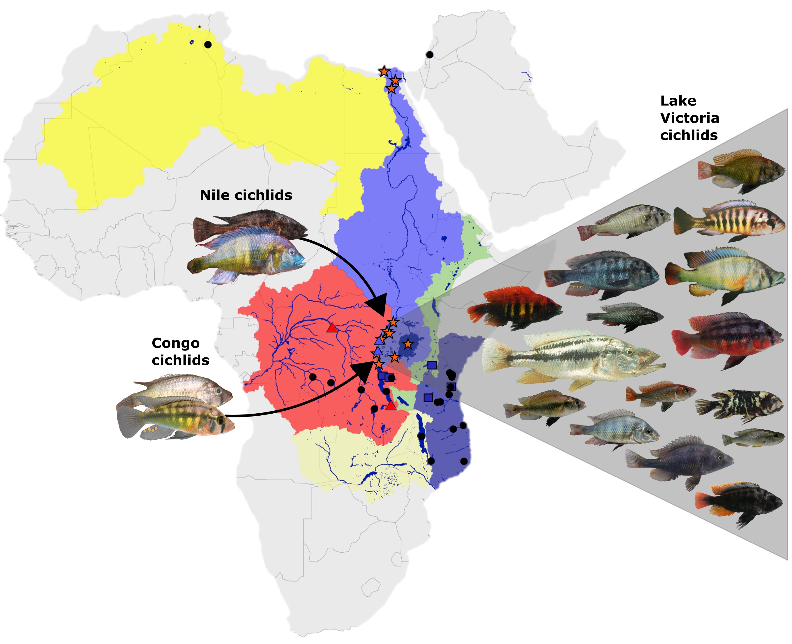 Die Flusssysteme rund um den Viktoriasee und die beiden ursprünglichen Vorfahren aus dem Nil- und dem Kongo-Einzugsgebiet sowie ein Teil der rund 700 aus ihnen hervorgegangenen Arten, 500 davon allein im Viktoriasee. Grafik: Eawag.