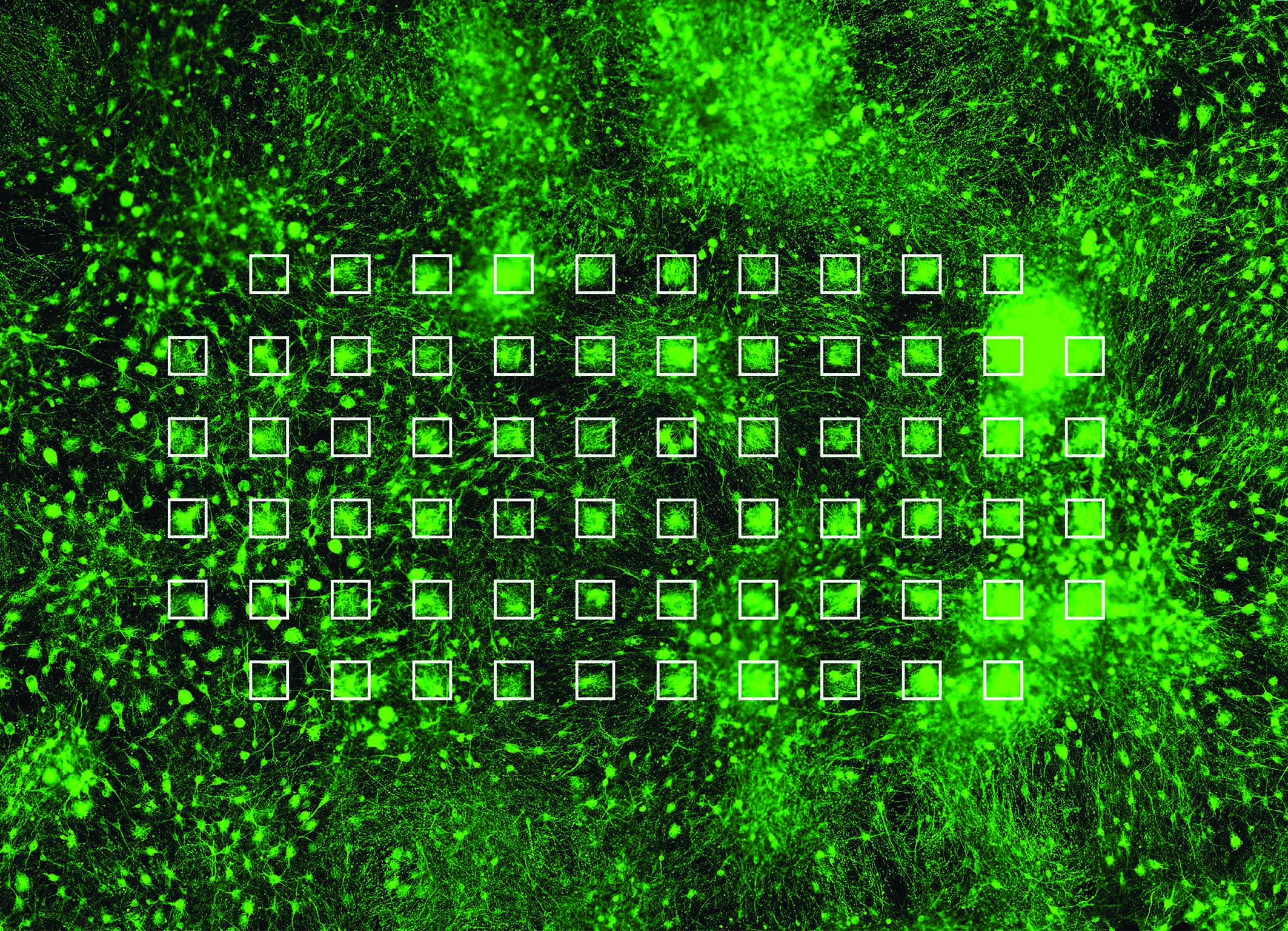 In grün werden Neuronen dargestellt, welche auf einem MEA gewachsen sind und ein Netzwerk gebildet haben. Die einzelnen Elektroden der MEA sind mit weissen Quadraten hervorgehoben. © Stephen Jenkinson, Institut für Infektionskrankheiten.