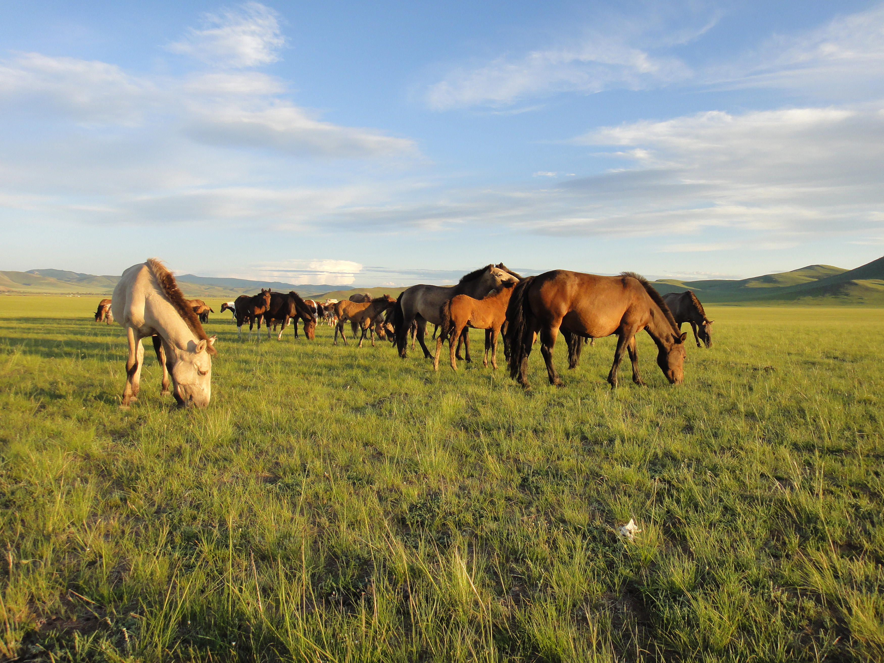 MongolischePferde: Mongolische Pferde, Arkhangaï, Mongolien. Mission archéologique française en Mongolie. ©Sébastien Lepetz, CNRS