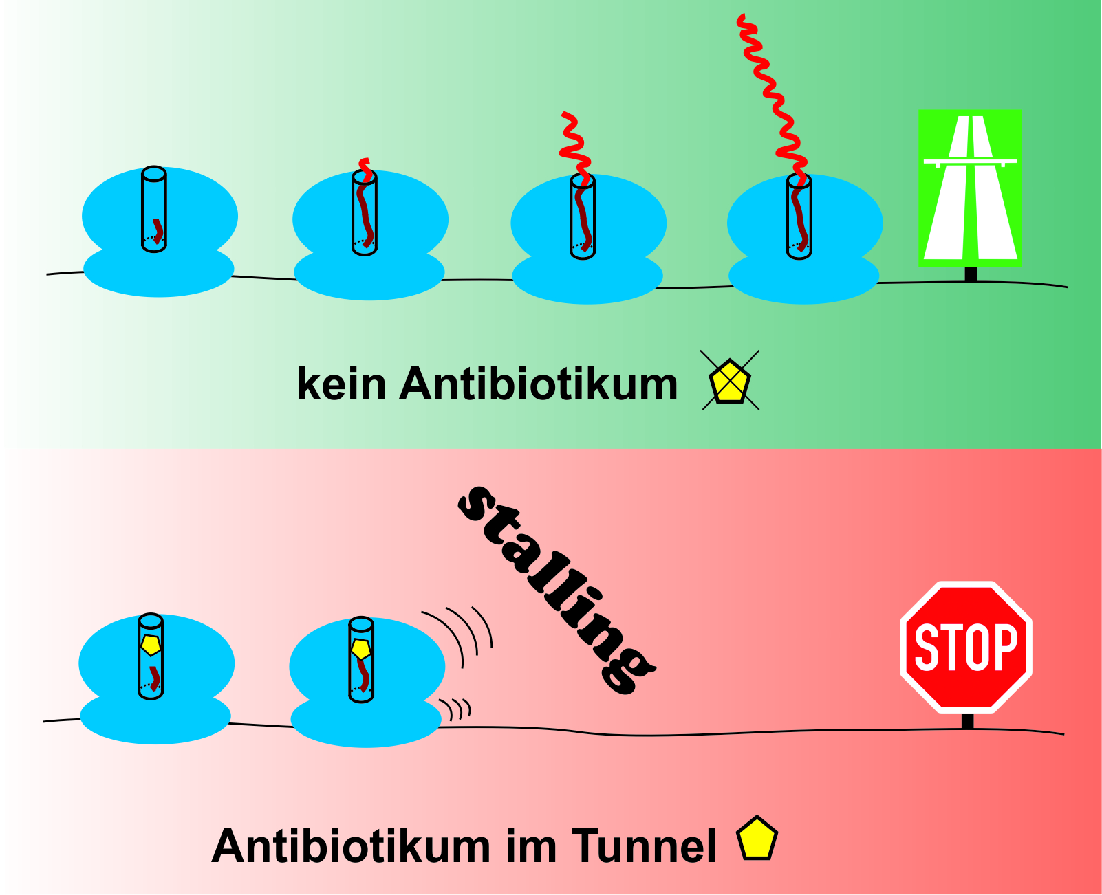 Prozess des «Stalling»: Proteine bleiben im Tunnel der Ribosomen stecken. © Norbert Polacek, DCB, Universität Bern.