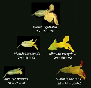 Variations of M. guttatus, showing M. nasutus at the left bottom. © Richard Buggs / Jennifer Modliszewski