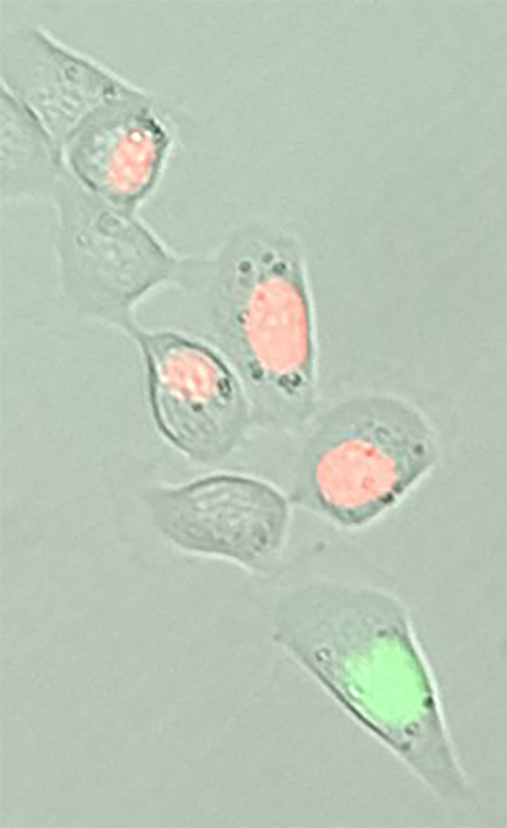 «Schläferzellen» aufspüren: mit neuen Markern lassen sich die medikamenten-toleranten Zellen (ohne farbigen Zellkern) von aktiven, sich teilenden Tumorzellen (rote oder grüne Zellkerne) herausfiltern. Bild: zvg