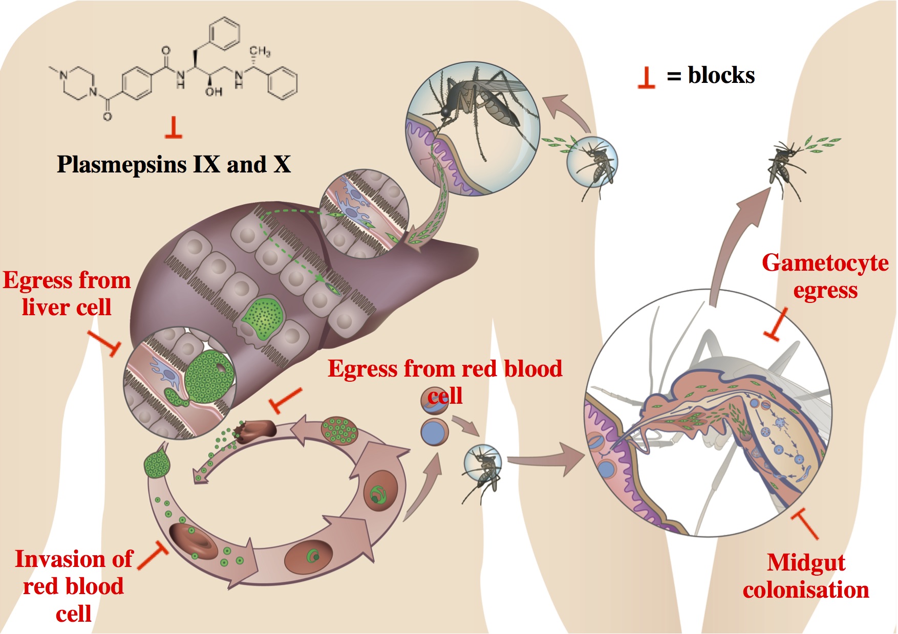 Illustration des Zyklus von Plasmodien und Stelle, an der die «Parasitenfalle» wirkt. © Universität Bern.