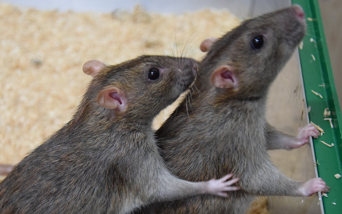 Eine Ratte hilft der anderen, ihr Fell am Nacken von Salzwasser zu säubern. © Institut für Ökologie und Evolution