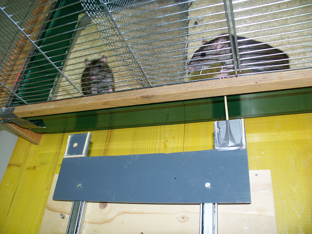 Eine Ratte zieht Futter für ein anderes Tier im Käfig dahinter heran. Sie hilft vor allem Tieren, die ihr vorher auch geholfen haben. © Institut für Ökologie und Evolution, Universität Bern